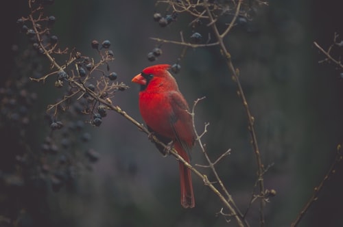 あかね（ショウジョウコウカンチョウ）